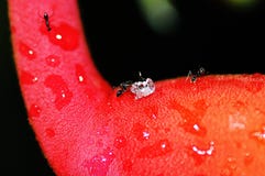 Черный муравей нажимает куб сахара на Heliconia Rostrata стоковые фото Черный муравей нажимает куб сахара на Heliconia Rostrata стоковые фото