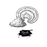 Чертеж superfood гриба Reishi Изолированная нарисованная рука иллюстрация вектора Чертеж superfood гриба Reishi Изолированная нарисованная рука иллюстрация вектора
