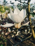 Чистая нежность | белый цветок магнолии стоковая фотография rf Чистая нежность | белый цветок магнолии стоковая фотография rf