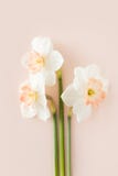 Чувствительный букет орхидеи 3 daffodils на розовой предпосылке, стоковые фотографии rf Чувствительный букет орхидеи 3 daffodils на розовой предпосылке, стоковые фотографии rf