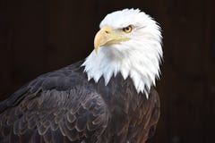 Чудесный величественный портрет американского белоголового орлана с черной предпосылкой стоковое изображение rf Чудесный величественный портрет американского белоголового орлана с черной предпосылкой стоковое изображение rf