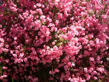 Шикарное розовое Nérium куст Цветки олеандра Beautioful стоковые фото Шикарное розовое Nérium куст Цветки олеандра Beautioful стоковые фото