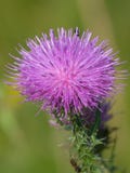 Шикарный цветок Cárduus Фиолетовый thistle стоковое фото Шикарный цветок Cárduus Фиолетовый thistle стоковое фото