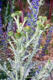 Шиповатый куст thistles в поле на летний день стоковые фотографии rf Шиповатый куст thistles в поле на летний день стоковые фотографии rf