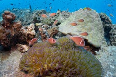 Школа розового perideraion Amphiprion anemonefish в anemon стоковое фото rf Школа розового perideraion Amphiprion anemonefish в anemon стоковое фото rf