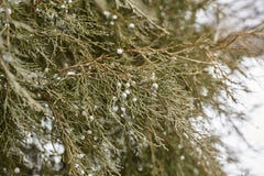 Шторм снега весны в парке Chautauqua стоковое фото rf Шторм снега весны в парке Chautauqua стоковое фото rf