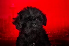 Щенок Affenpinscher, портрет на красной предпосылке стоковое фото rf Щенок Affenpinscher, портрет на красной предпосылке стоковое фото rf