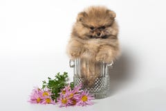 Щенок Pomeranian в вазе стоковые фото Щенок Pomeranian в вазе стоковые фото