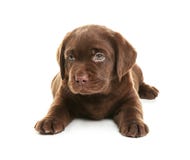 Щенок Retriever Лабрадора шоколада на белой предпосылке стоковая фотография rf Щенок Retriever Лабрадора шоколада на белой предпосылке стоковая фотография rf