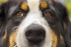 Щенок St Bernard стоковые фотографии rf Щенок St Bernard стоковые фотографии rf