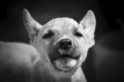 Щенок милого намордника заинтересованный monochrome стоковые фото Щенок милого намордника заинтересованный monochrome стоковые фото