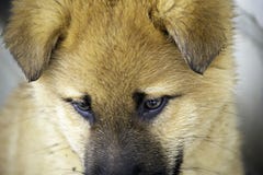 Щенок сидит стеной стоковые изображения Щенок сидит стеной стоковые изображения