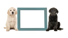 Щенок черной собаки щенка labrador и золотого retriever сидя рядом с голубой пустой картинной рамкой Стоковые Изображения Щенок черной собаки щенка labrador и золотого retriever сидя рядом с голубой пустой картинной рамкой Стоковые Изображения