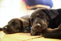 2 щенят Retriever Лабрадор спят обоснованно стоковые фото 2 щенят Retriever Лабрадор спят обоснованно стоковые фото