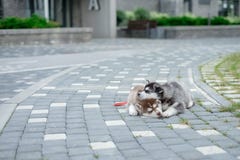 2 щенят осиплого Собаки сора спать на улице стоковые изображения 2 щенят осиплого Собаки сора спать на улице стоковые изображения
