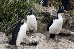 Южные пингвин и shag Rockhopper в траве tussac стоковое фото rf Южные пингвин и shag Rockhopper в траве tussac стоковое фото rf