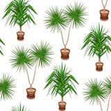 Юкка и dracaena в баках на белой предпосылке r Костюмы как обои, как предпосылка для создания программы-оболочки подарка Создает иллюстрация вектора Юкка и dracaena в баках на белой предпосылке r Костюмы как обои, как предпосылка для создания программы-оболочки подарка Создает иллюстрация вектора