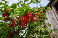 Ягоды красной смородины на ветви с зелеными листьями стоковые изображения Ягоды красной смородины на ветви с зелеными листьями стоковые изображения