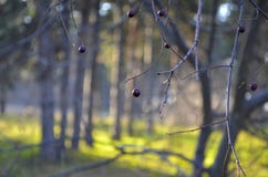 Ягоды черной вишни на ветвях стоковое изображение rf Ягоды черной вишни на ветвях стоковое изображение rf