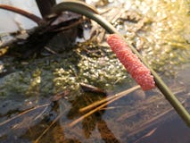 Яйцо пинка canaliculata Pomacea на дереве стоковое изображение rf Яйцо пинка canaliculata Pomacea на дереве стоковое изображение rf