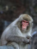 Японский Macaca Fuscata обезьяны снега стоковое изображение Японский Macaca Fuscata обезьяны снега стоковое изображение