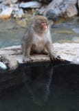 Японское fuscata Macaca макаки стоковое изображение rf Японское fuscata Macaca макаки стоковое изображение rf