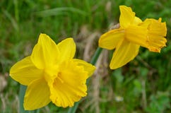 Яркие желтые Daffodils на солнечный день стоковое изображение rf Яркие желтые Daffodils на солнечный день стоковое изображение rf