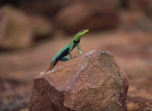 Ярко покрашенное мужское flatlizard осматривая свою окружающую среду от утеса стоковое изображение rf Ярко покрашенное мужское flatlizard осматривая свою окружающую среду от утеса стоковое изображение rf