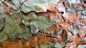 Ясная иллюстрация предпосылки текстуры коры стоковые фото Ясная иллюстрация предпосылки текстуры коры стоковые фото