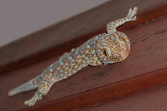 Ящерица tokee, сини и апельсина gekko гекконовых Tokay сидя на деревянных стене и усмехаться стоковые изображения Ящерица tokee, сини и апельсина gekko гекконовых Tokay сидя на деревянных стене и усмехаться стоковые изображения