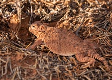 Ящерица оранжевого коричневого цвета horned среди упаденных хворостин сосны в пустыне южной Юты стоковое фото rf Ящерица оранжевого коричневого цвета horned среди упаденных хворостин сосны в пустыне южной Юты стоковое фото rf
