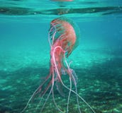 „Jellifish Noctiluca Pelagia „в Средиземном море в острове Эльбы стоковое изображение rf „Jellifish Noctiluca Pelagia „в Средиземном море в острове Эльбы стоковое изображение rf