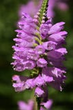 ‰ Do ¼ do heartï do ` s do leão do ˆVirginia do ¼ do virginianaï do Physostegia Fotografia de Stock ‰ Do ¼ do heartï do ` s do leão do ˆVirginia do ¼ do virginianaï do Physostegia Fotografia de Stock