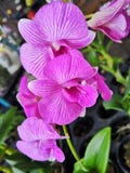 ‹För plant†för ‹för flower†för Beautiful†‹Orchid†‹tropisk, fotografering för bildbyråer ‹För plant†för ‹för flower†för Beautiful†‹Orchid†‹tropisk, fotografering för bildbyråer