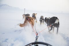 一条美丽的六条狗倒出拉扯雪撬 从坐拍的照片在雪撬透视 乐趣,在北部的健康冬季体育 库存图片 一条美丽的六条狗倒出拉扯雪撬 从坐拍的照片在雪撬透视 乐趣,在北部的健康冬季体育 库存图片