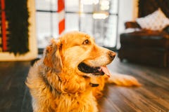 一只家谱成人金毛猎犬,拉布拉多在充分的成长坐用新年的和基督装饰的窗口的背景 免版税库存照片 一只家谱成人金毛猎犬,拉布拉多在充分的成长坐用新年的和基督装饰的窗口的背景 免版税库存照片