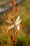一蜻蜓Sympetrum vulgatum的一只美丽的昆虫反对绿色植物生长的自然本底背景的 定调子 免版税库存照片 一蜻蜓Sympetrum vulgatum的一只美丽的昆虫反对绿色植物生长的自然本底背景的 定调子 免版税库存照片