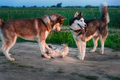与猫的两条狗戏剧在步行 西伯利亚爱斯基摩人追上了猫并且接触它与他的爪子 猫愤怒发出嘘声并且抓 库存照片 与猫的两条狗戏剧在步行 西伯利亚爱斯基摩人追上了猫并且接触它与他的爪子 猫愤怒发出嘘声并且抓 库存照片