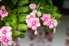 与雨的花在庭院,西部印地安荔枝螺,长春花属roseus,长春蔓花, Bringht眼睛里滴下 免版税库存图片 与雨的花在庭院,西部印地安荔枝螺,长春花属roseus,长春蔓花, Bringht眼睛里滴下 免版税库存图片