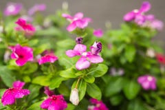 与雨的花在庭院,软的焦点里滴下 西部印地安荔枝螺,长春花属roseus,长春蔓花, Bringht眼睛 免版税库存照片 与雨的花在庭院,软的焦点里滴下 西部印地安荔枝螺,长春花属roseus,长春蔓花, Bringht眼睛 免版税库存照片