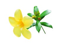 五颜六色的花黄色黄蔓cathartica有绿色叶子的开花,芽和抽去隔绝在与剪报的白色背景 免版税图库摄影 五颜六色的花黄色黄蔓cathartica有绿色叶子的开花,芽和抽去隔绝在与剪报的白色背景 免版税图库摄影