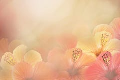 从木槿的花卉黄色桃红色白的背景 开花构成 在晴朗的背景的中国人玫瑰色花 免版税库存图片 从木槿的花卉黄色桃红色白的背景 开花构成 在晴朗的背景的中国人玫瑰色花 免版税库存图片
