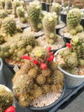 仙人掌与白花的Mammillaria prolifera 免版税库存照片 仙人掌与白花的Mammillaria prolifera 免版税库存照片