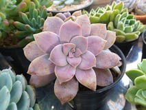 仙人掌种类 仙人掌上升了岩石 多汁 Sulcorebutia Haworthia 库存照片 仙人掌种类 仙人掌上升了岩石 多汁 Sulcorebutia Haworthia 库存照片