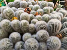 仙人掌种类 仙人掌上升了岩石 多汁 Sulcorebutia Haworthia Astrophytum myriostigma 库存图片 仙人掌种类 仙人掌上升了岩石 多汁 Sulcorebutia Haworthia Astrophytum myriostigma 库存图片