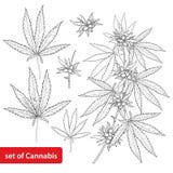 传染媒介设置了与概述印度大麻漂白亚麻纤维或的大麻或大麻 在白色背景和种子隔绝的分支、叶子 皇族释放例证 传染媒介设置了与概述印度大麻漂白亚麻纤维或的大麻或大麻 在白色背景和种子隔绝的分支、叶子 皇族释放例证
