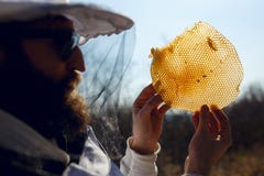 关闭在手中拿着片段的蜂农在空的新的蜂窝 健康自然食物 库存照片 关闭在手中拿着片段的蜂农在空的新的蜂窝 健康自然食物 库存照片