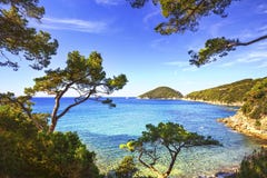 厄尔巴岛海岛海,费拉约港Viticcio海滩海岸和树 Tu 免版税库存照片 厄尔巴岛海岛海,费拉约港Viticcio海滩海岸和树 Tu 免版税库存照片
