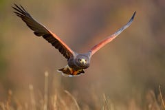 哈里斯鹰, Parabuteo unicinctus,登陆 从自然的野生生物动物场面 鸟,面孔飞行 飞行鸷 野生生物sc 免版税库存照片 哈里斯鹰, Parabuteo unicinctus,登陆 从自然的野生生物动物场面 鸟,面孔飞行 飞行鸷 野生生物sc 免版税库存照片