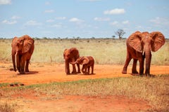 四口之家非洲灌木大象非洲象属africana,小海湾 库存图片 四口之家非洲灌木大象非洲象属africana,小海湾 库存图片